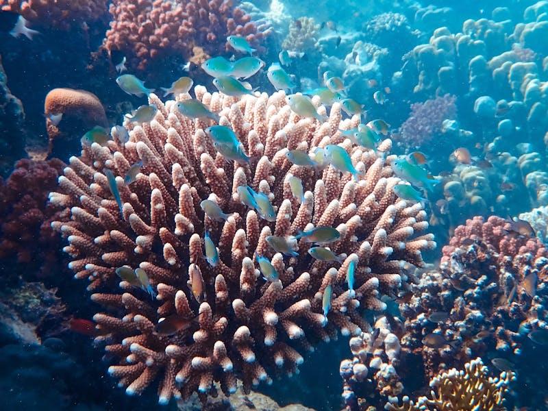 Coral Reef Restoration
