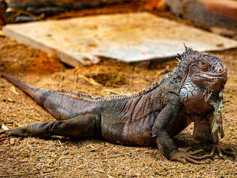 Iguana Population Monitoring