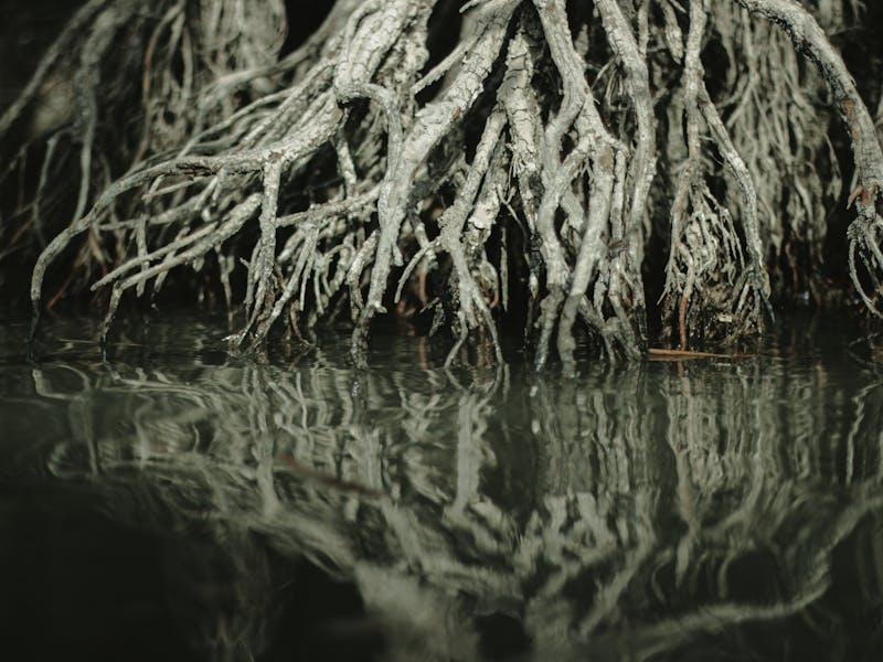 Mangrove Reforestation