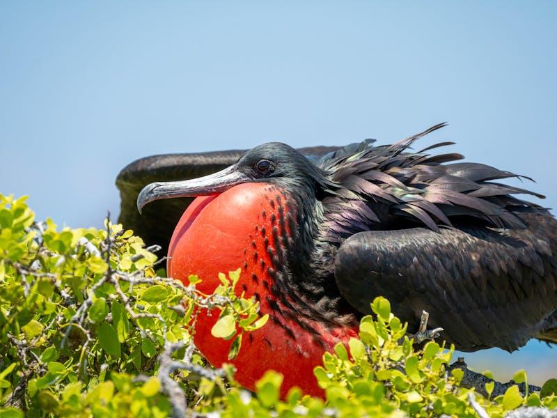 Magnificent Frigatebird