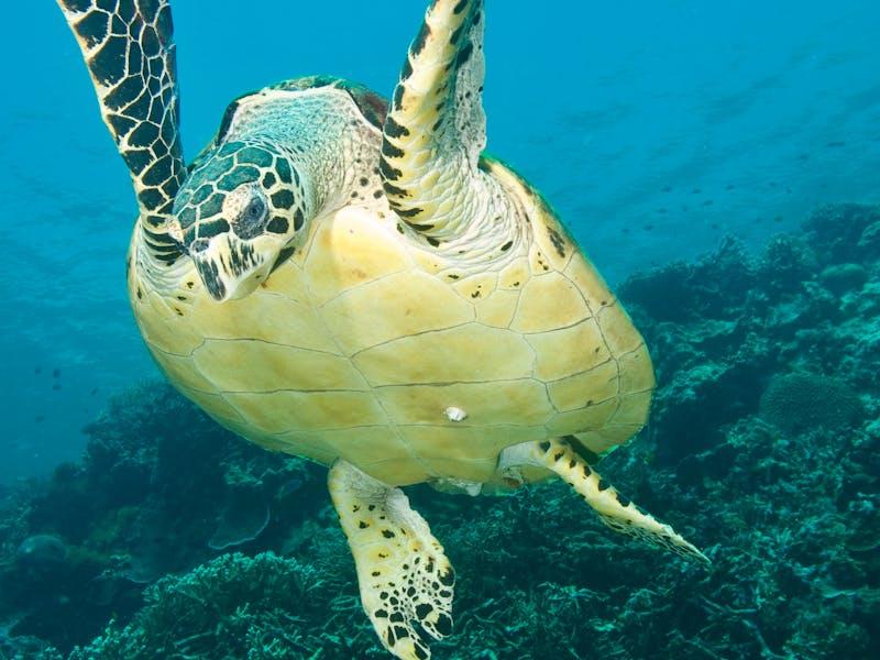 Hawksbill Sea Turtle