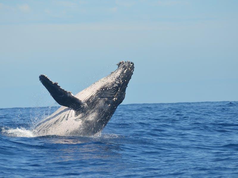 Humpback Whale
