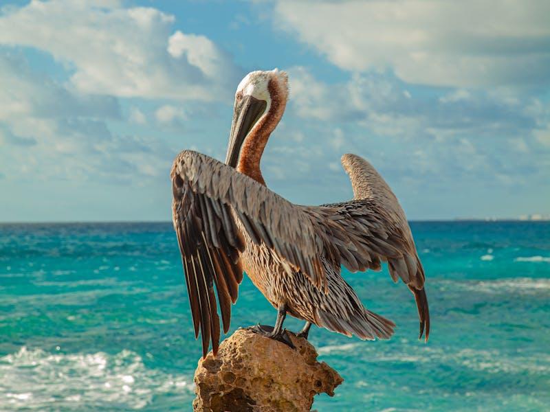 Brown Pelican